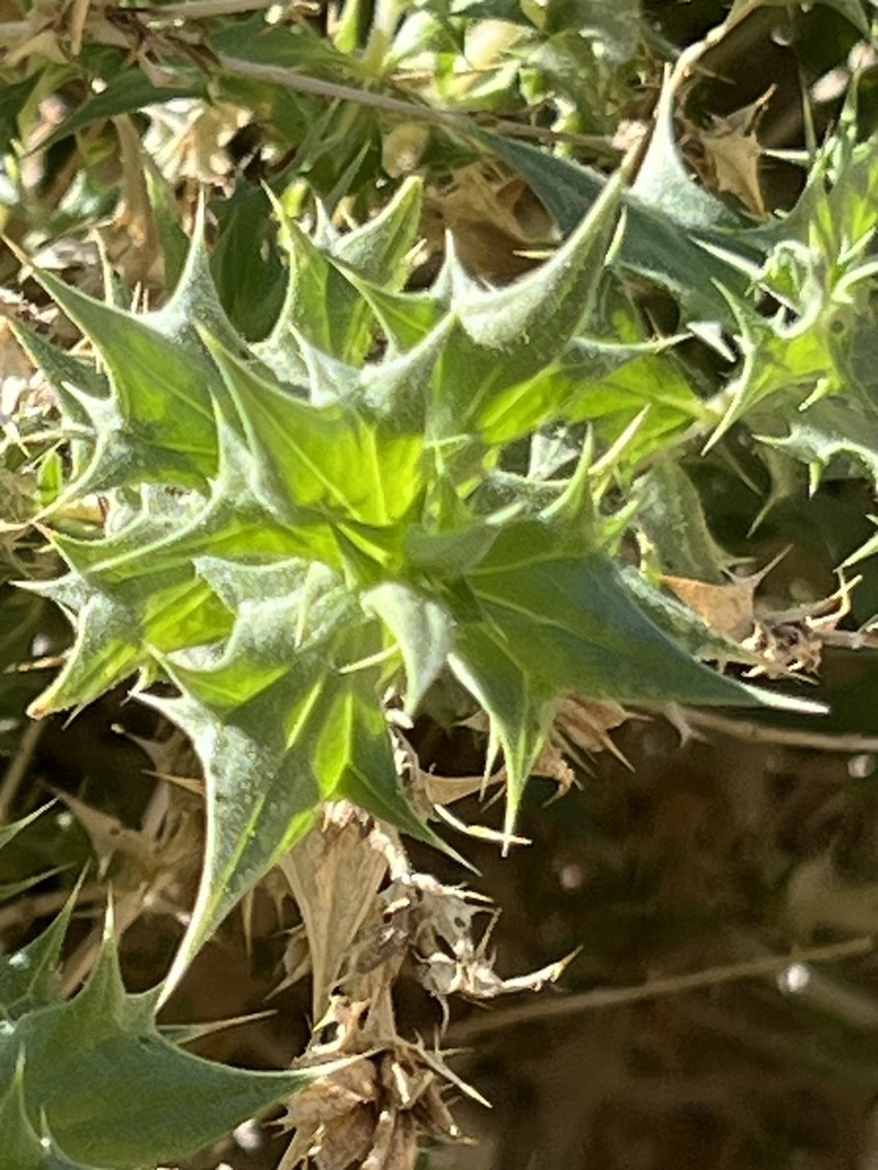 Lavender Sage photo 3