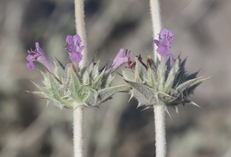Lavender Sage photo 5