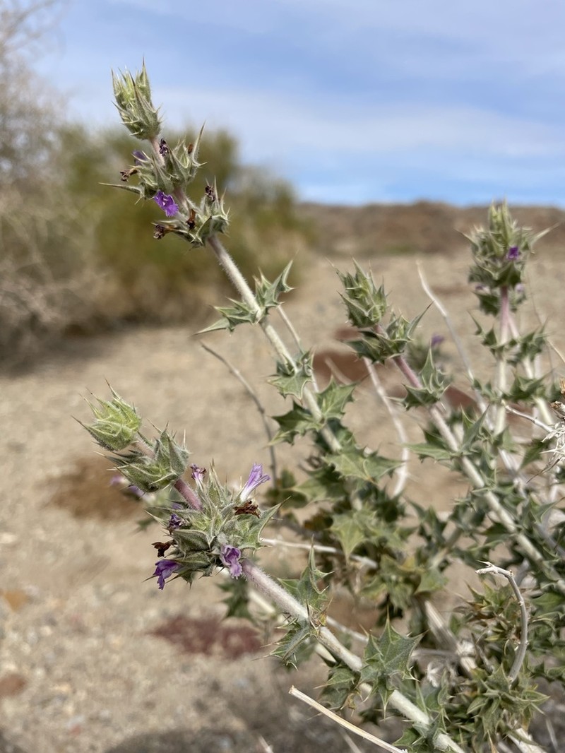 Lavender Sage photo 6