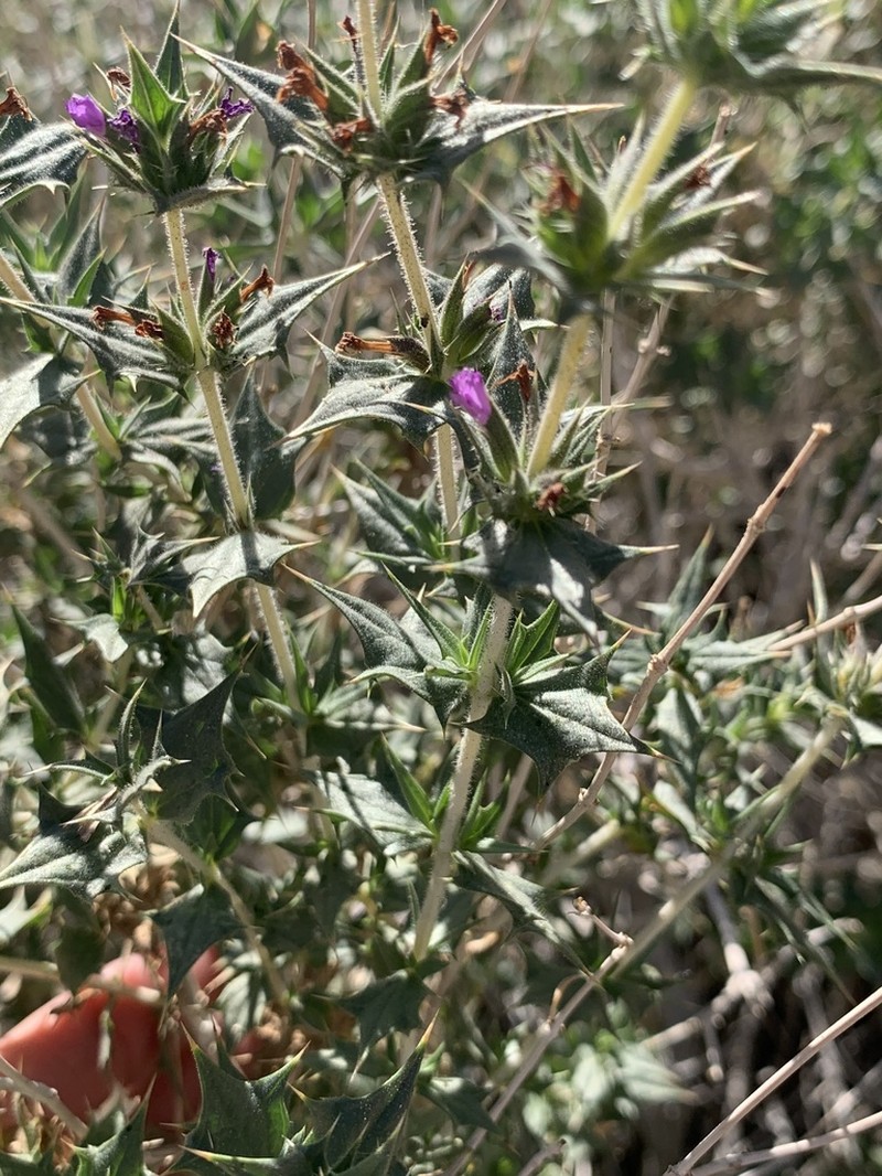 Lavender Sage photo 7