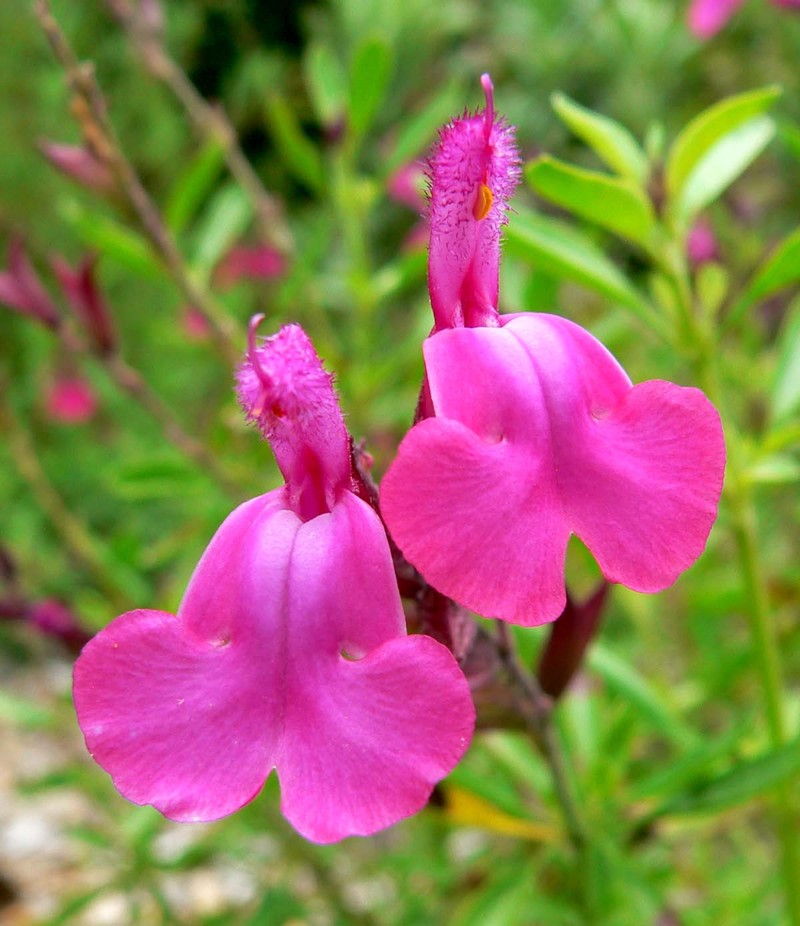 Autumn Sage photo 3