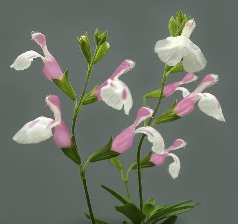 Autumn Sage photo 3