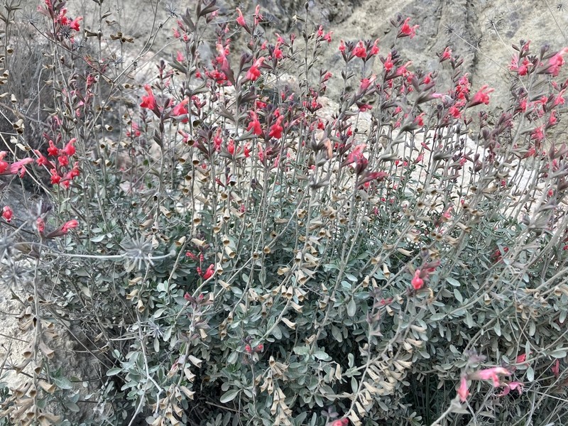 Autumn Sage photo 4