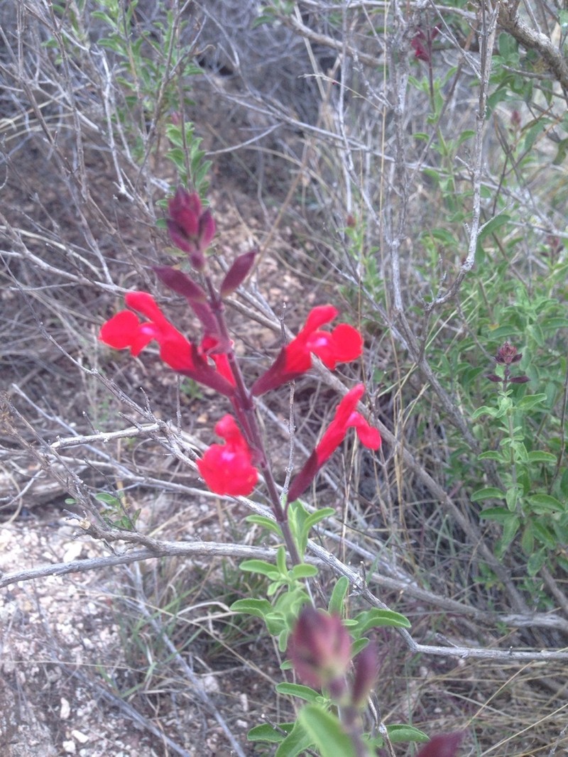 Autumn Sage photo 5