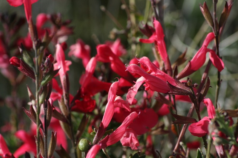 Autumn Sage photo 6