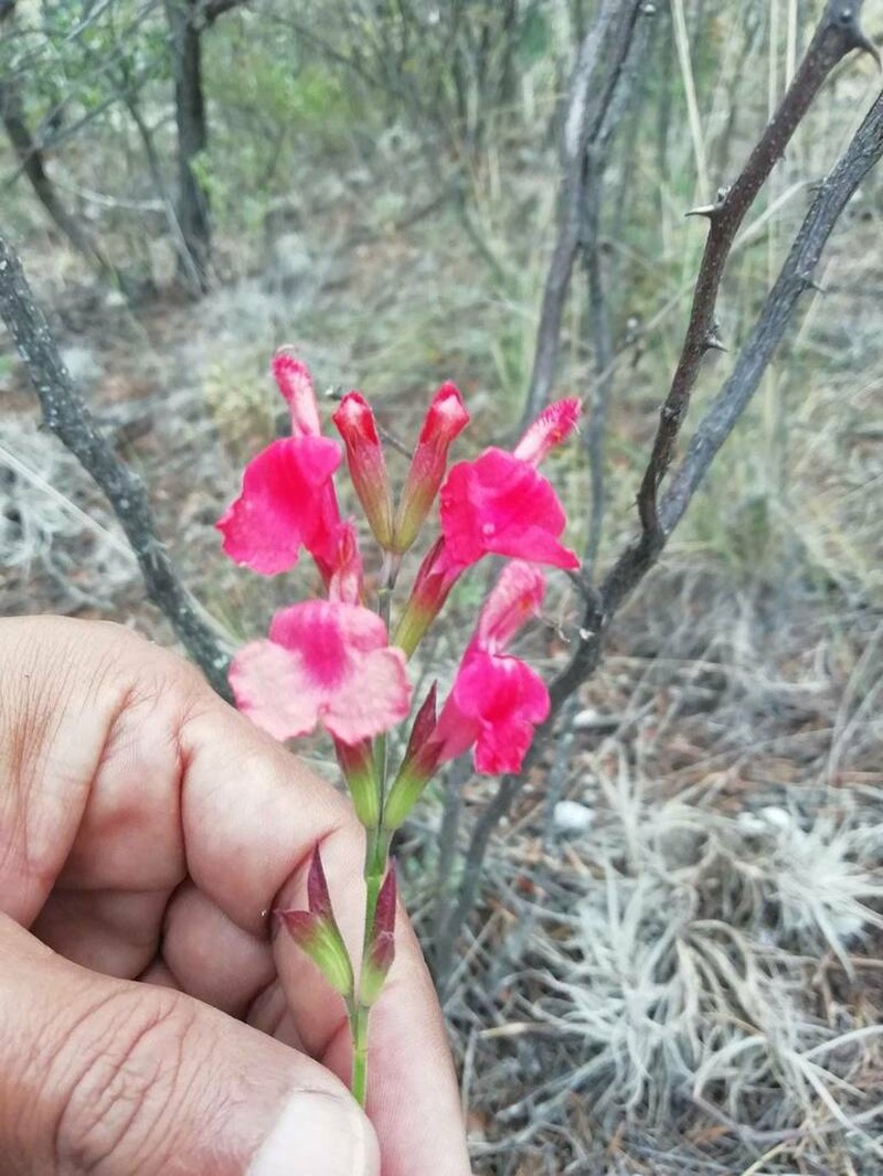 Autumn Sage photo 7