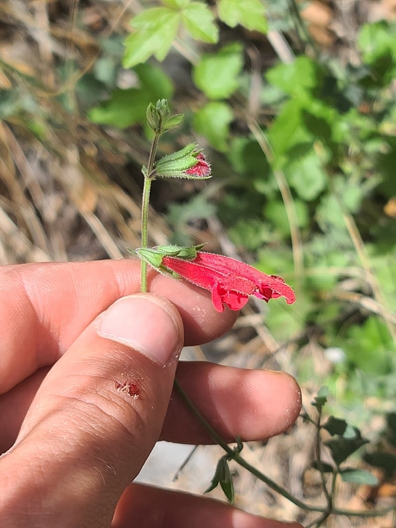 Davidson's Sage photo 2