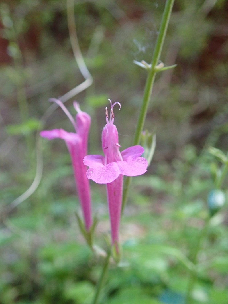 Davidson's Sage photo 6