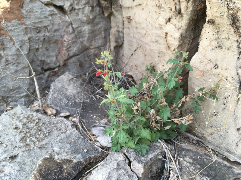 Davidson's Sage photo 7