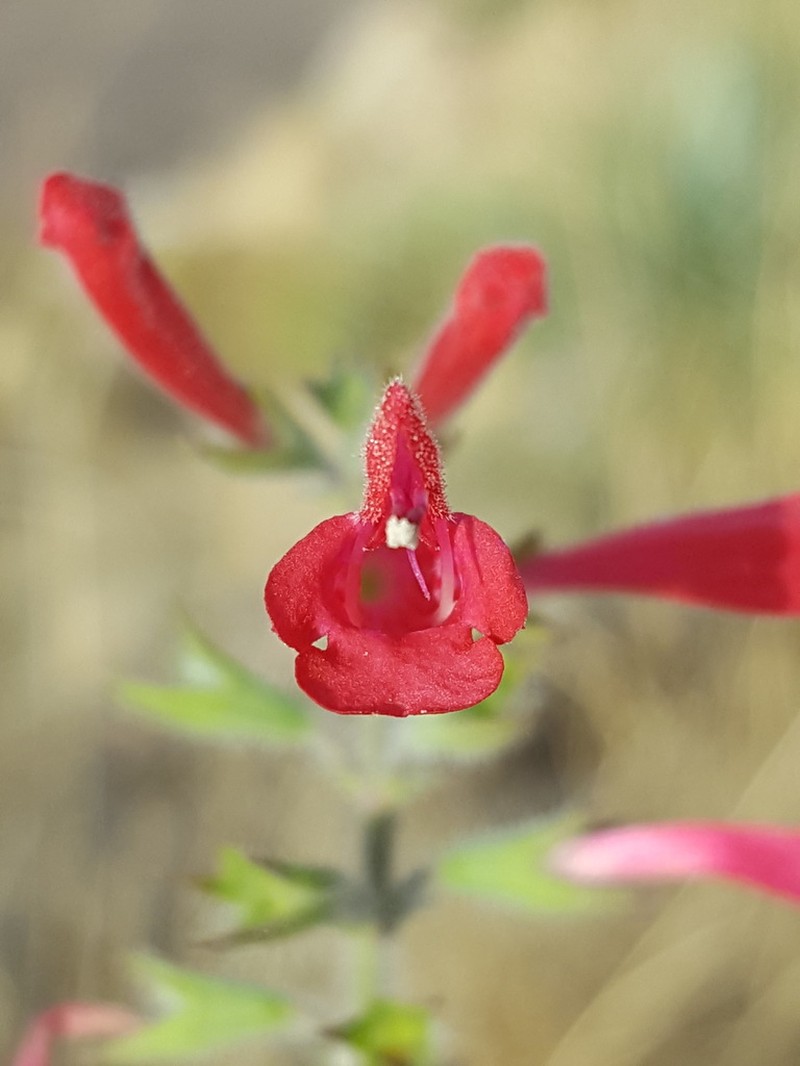 Crimson Sage photo 3