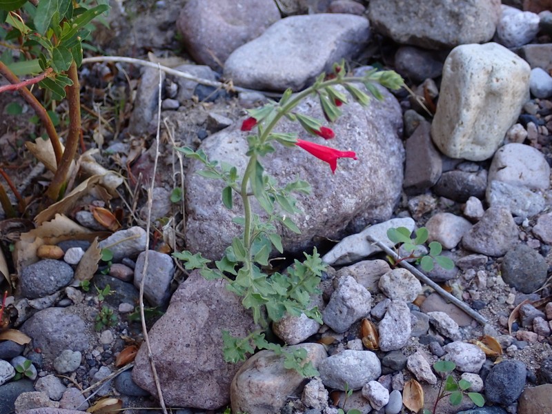Crimson Sage photo 4