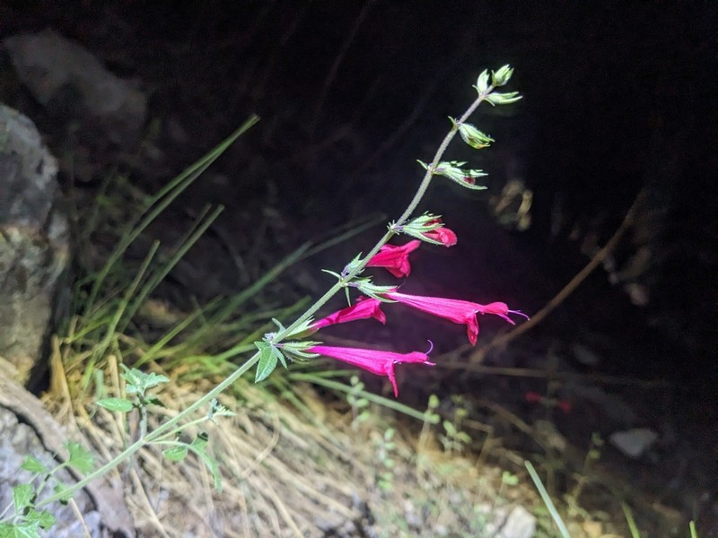 Crimson Sage photo 5