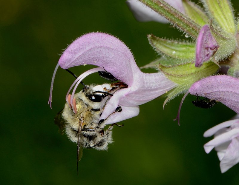 Jerusalem Salvia