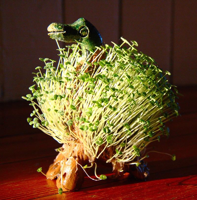 Chia photo 4