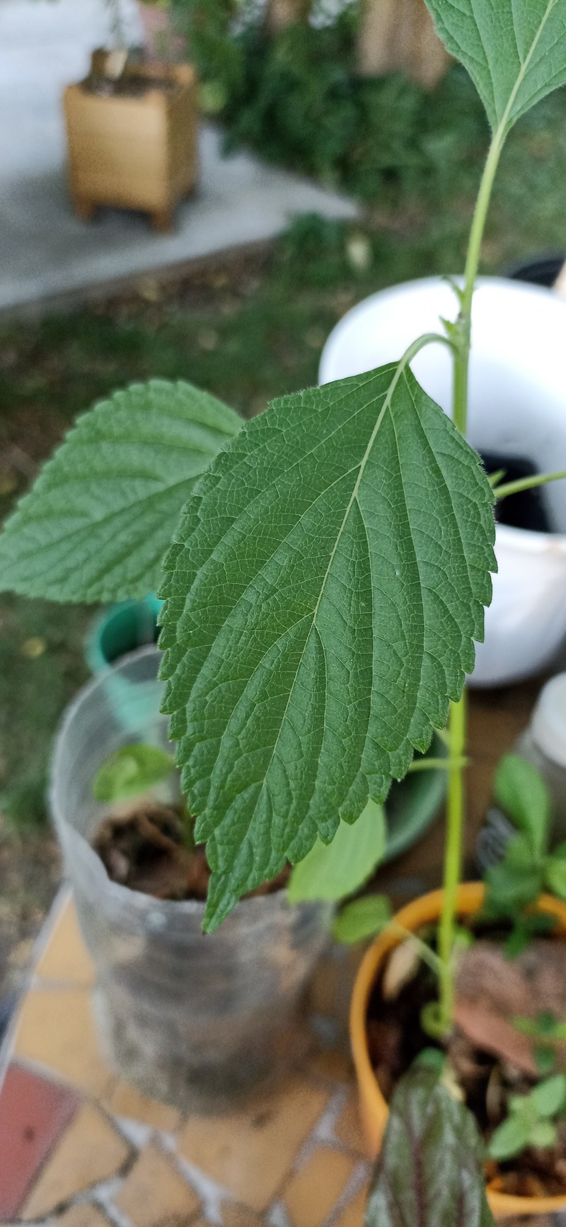 Chia photo 3