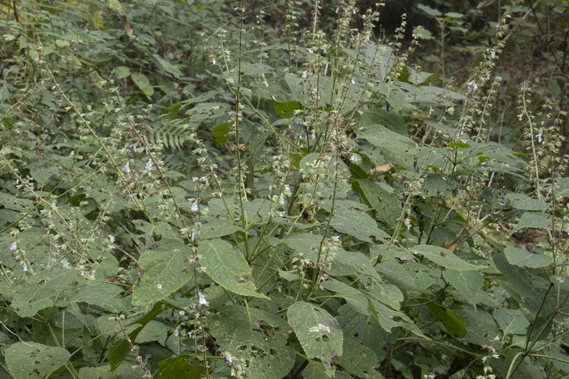 Salvia huastecana