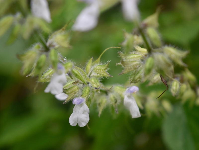 Salvia huastecana photo 3