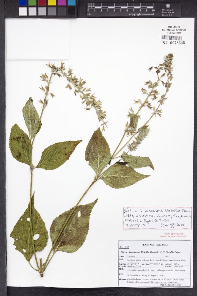 Salvia huastecana photo 4