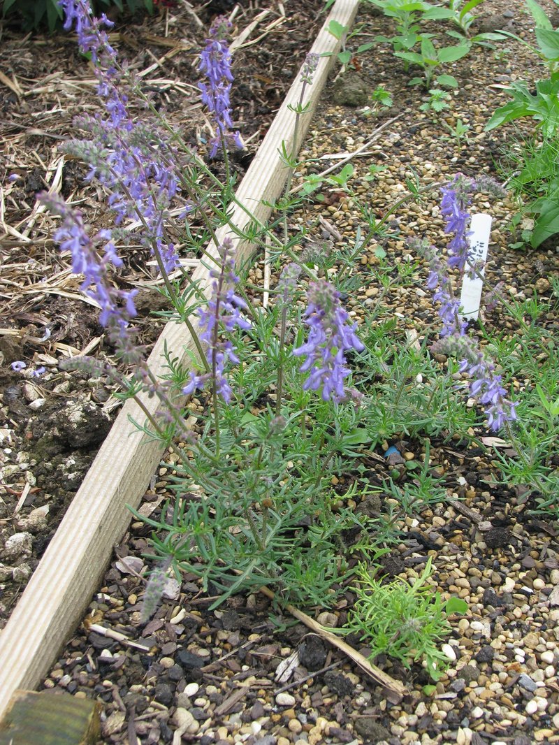 Salvia jurisicii