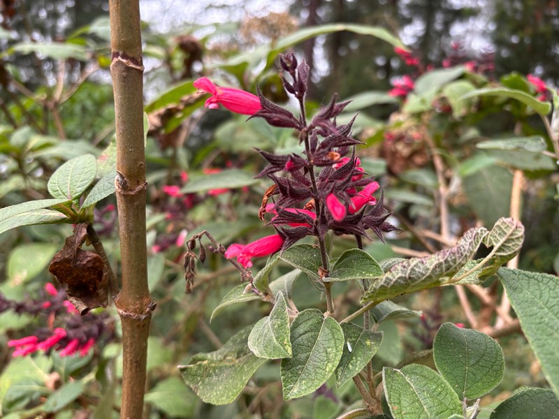 Salvia karwinskii photo 2