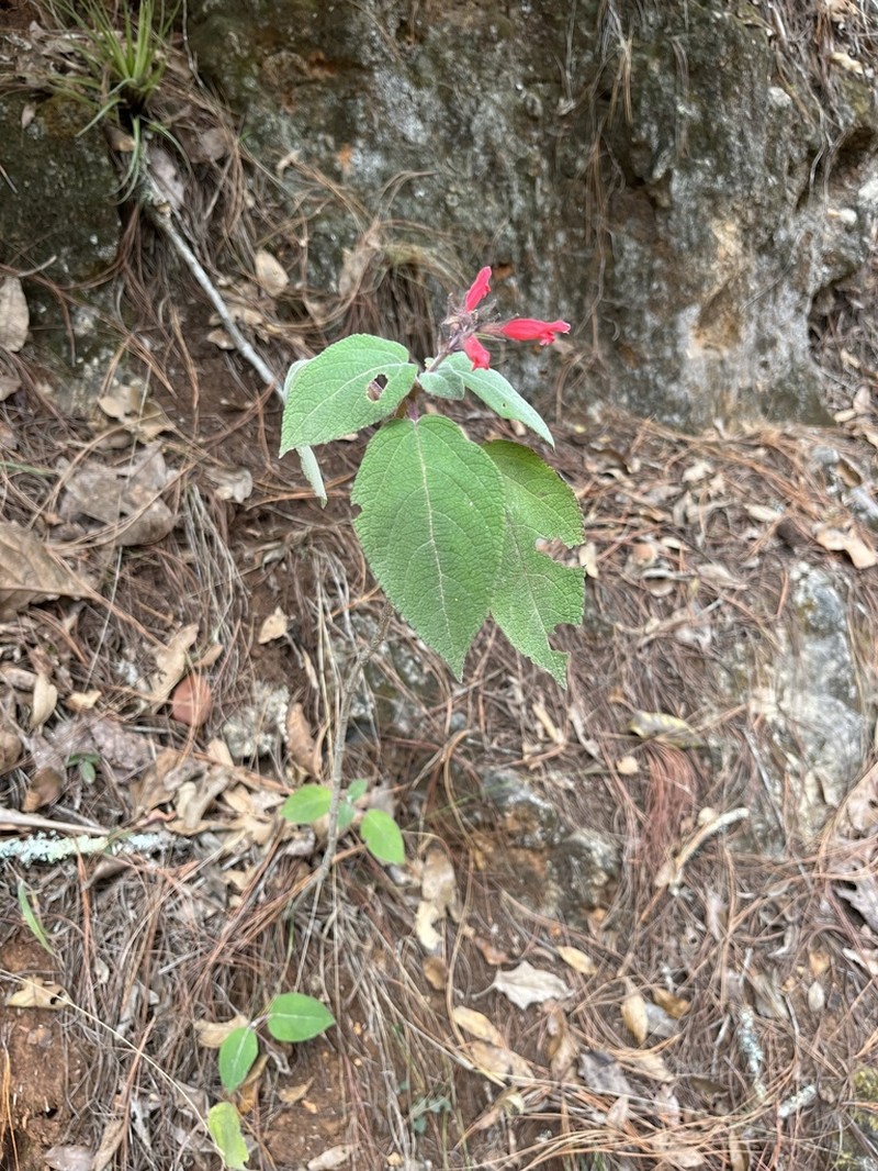 Salvia karwinskii photo 3