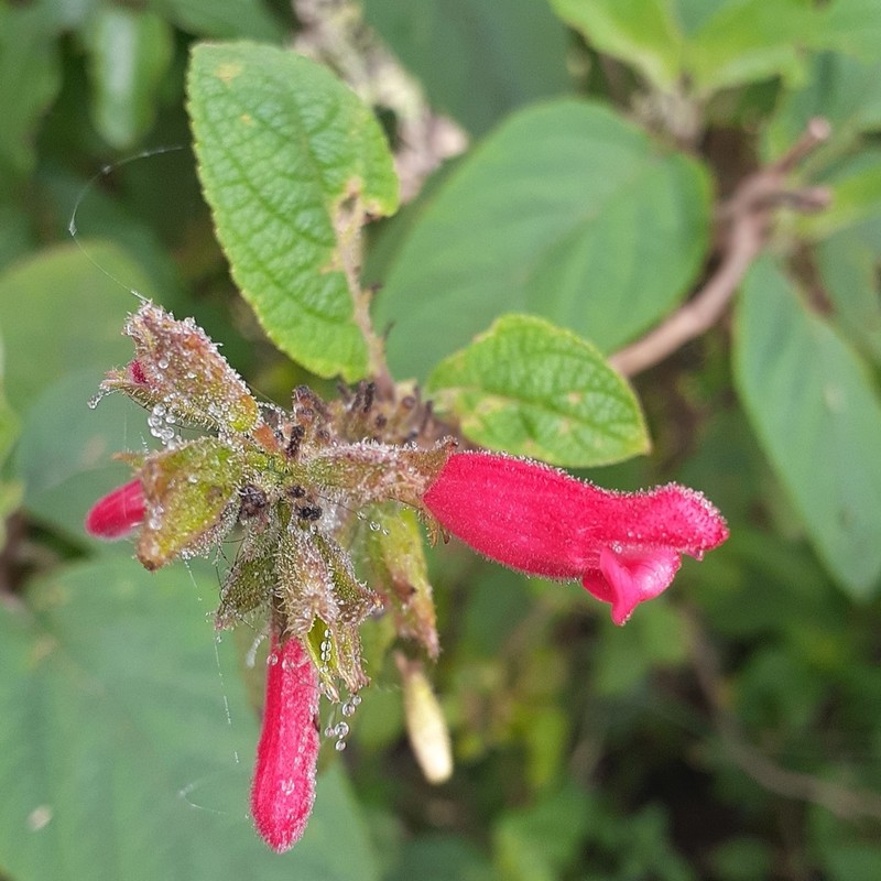 Salvia karwinskii photo 5