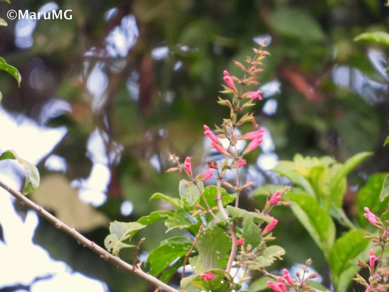 Salvia karwinskii photo 6