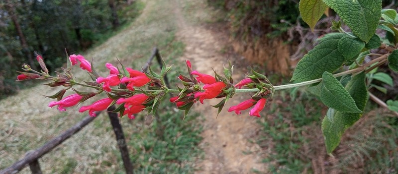 Salvia karwinskii photo 7
