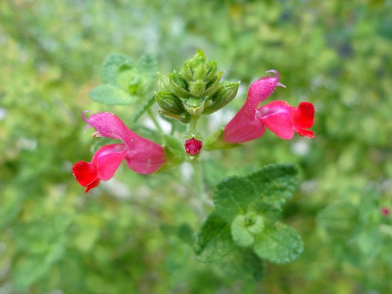 Lemmon's Sage