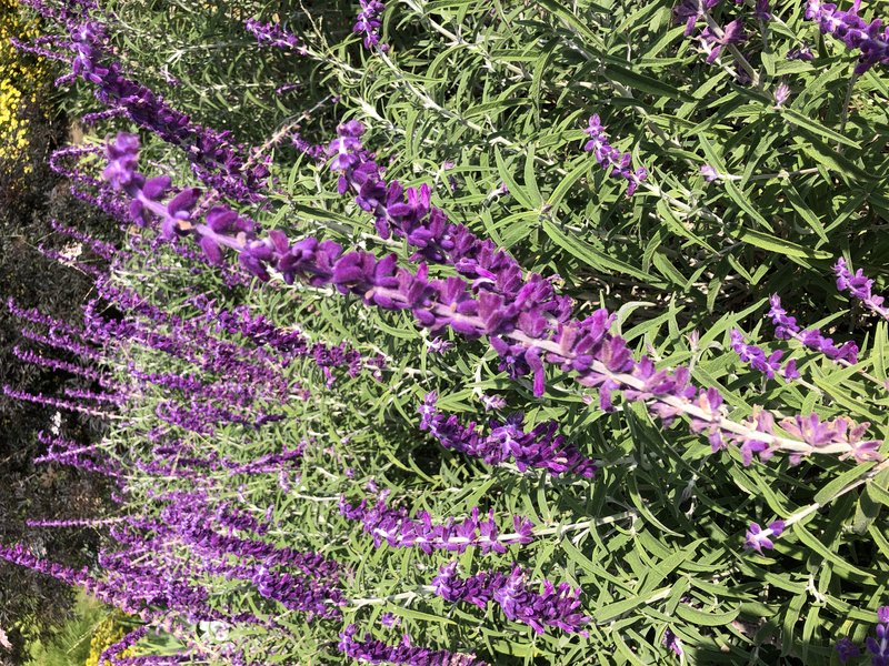 Mexican Bush Sage