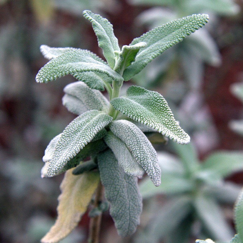 San Luis Purple Sage photo 4