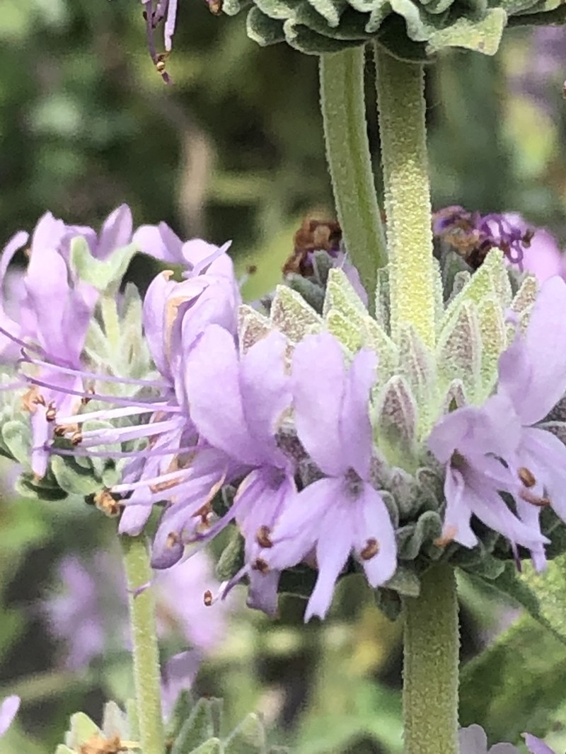 San Luis Purple Sage photo 3