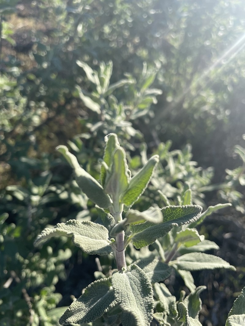 San Luis Purple Sage photo 4
