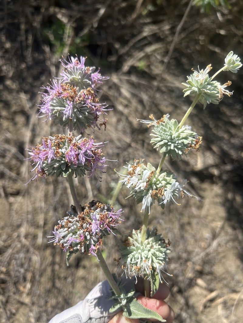 San Luis Purple Sage photo 5