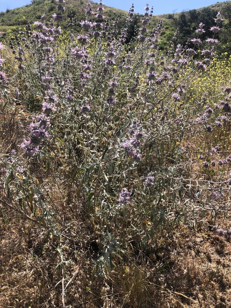 San Luis Purple Sage photo 6