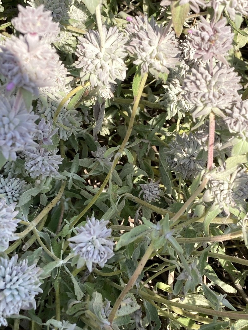 San Luis Purple Sage photo 7