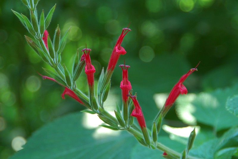 Mexican Sage photo 2