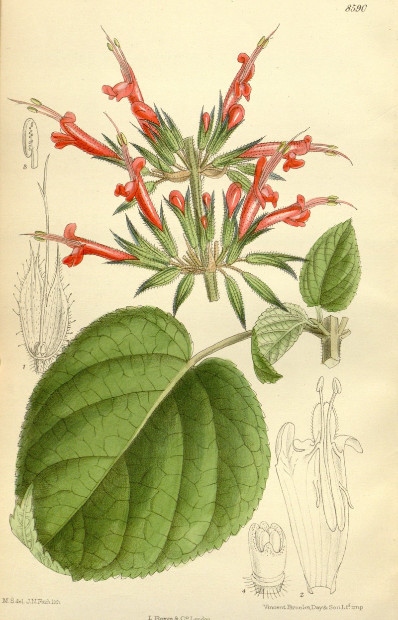 Mexican Sage