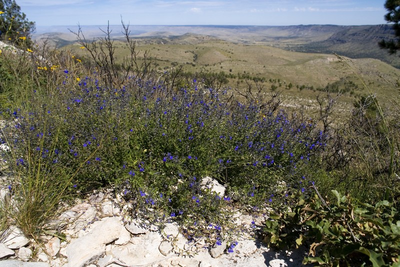 Canyon Sage photo 2