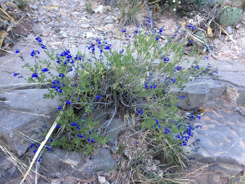 Canyon Sage photo 3