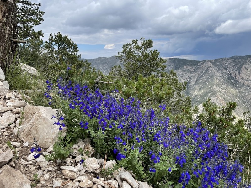 Canyon Sage photo 2