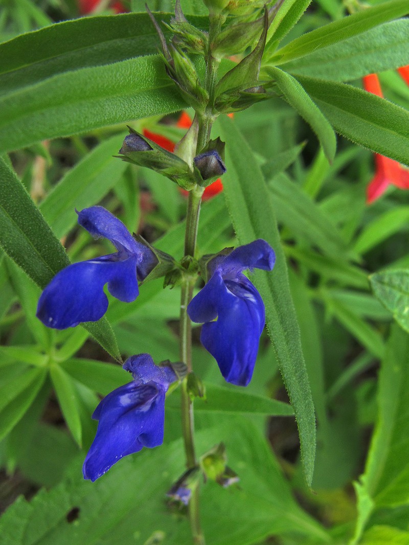 Canyon Sage photo 3
