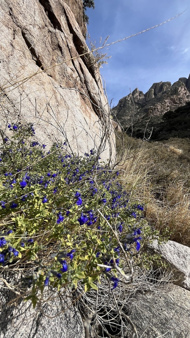 Canyon Sage photo 4