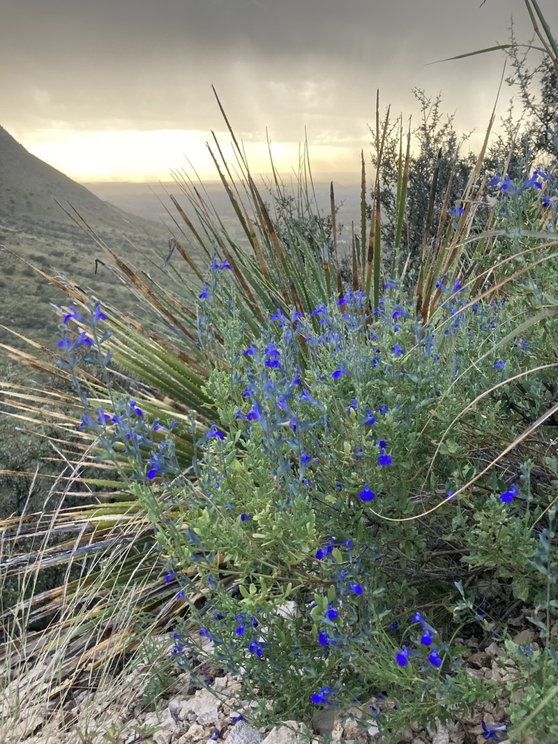 Canyon Sage photo 5