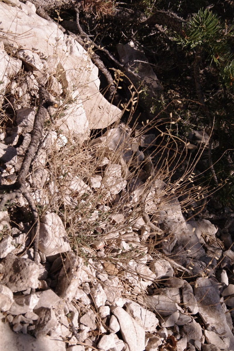 Canyon Sage photo 7