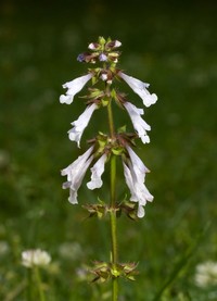 Lyreleaf Sage