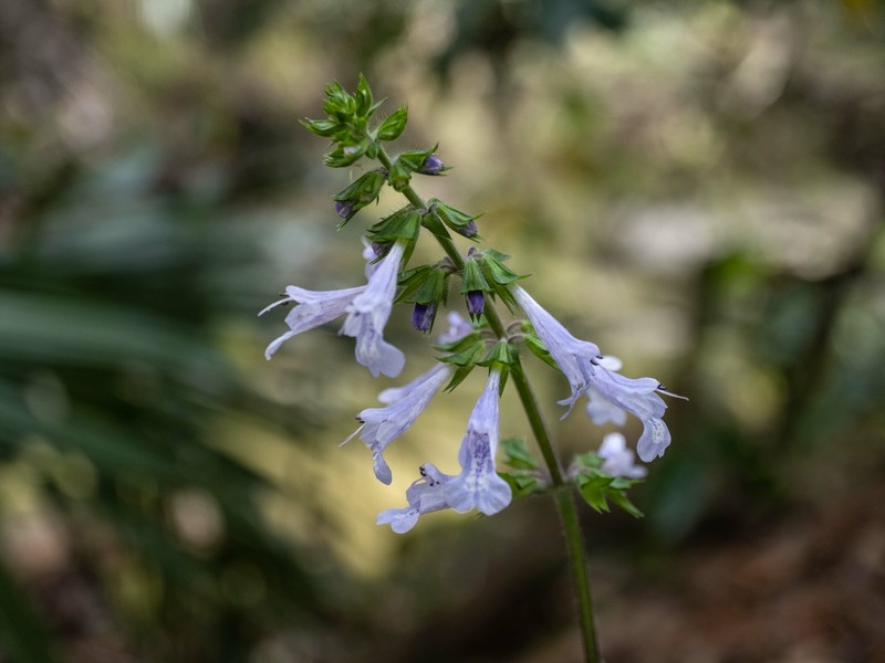 Lyreleaf Sage photo 4
