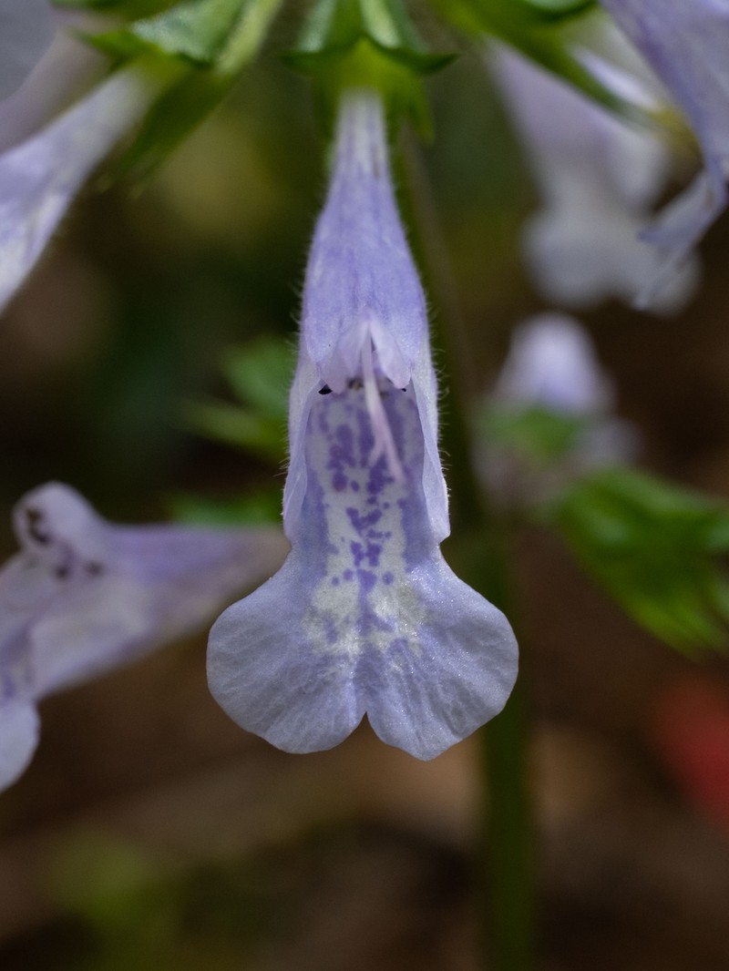 Lyreleaf Sage photo 6