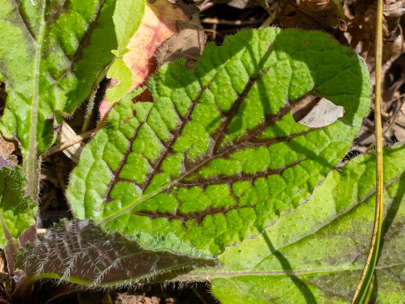 Lyreleaf Sage photo 7