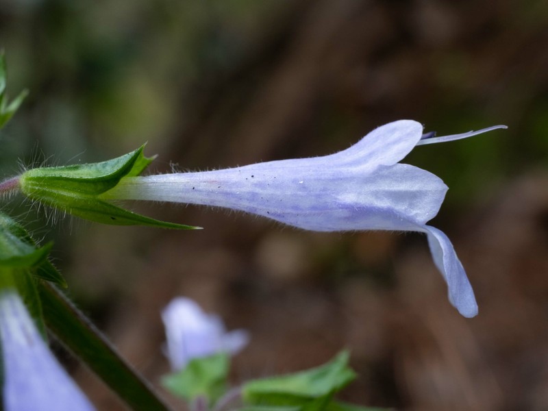 Lyreleaf Sage photo 8